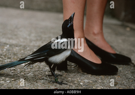 Schwarz-billed Elster (Pica Pica), einziges Tier vor Frau Beine, Deutschland, Rheinland-Pfalz Stockfoto