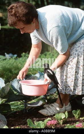 Schwarz-billed Elster (Pica Pica), einziges Tier sitzt auf der Schale einer Frau, Deutschland, Rheinland-Pfalz Stockfoto