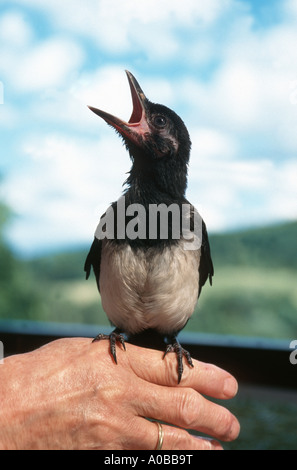 Schwarz-billed Elster (Pica Pica), Portrait einer einzigen jungen Vogel auf einer menschlichen Hand, betteln, Deutschland, Rheinland-Palatina Stockfoto