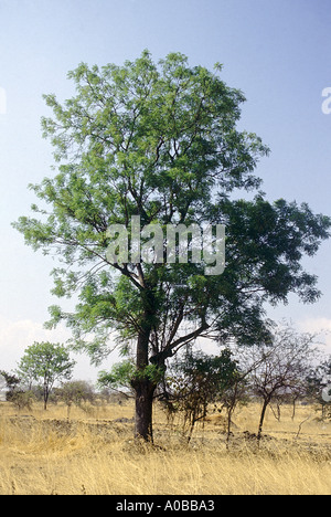 Neem-Baum mit blauem Himmel, Jejuri, Maharashtra, Indien.  Azadirachta Indica. Verwendet sowohl für Kosmetik und Ayurveda-Medizin Stockfoto