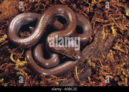 Indische glatte Schlange coronella Brachyura. Nicht giftige selten. kleine schlanke Schlange, die in der Regel nur auf 60-70 cm in der Länge wächst. Stockfoto