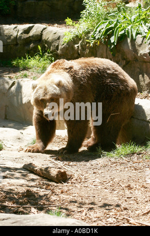Kodiak Bären Taronga Zoo Sydney New South Wales Australien. Stockfoto