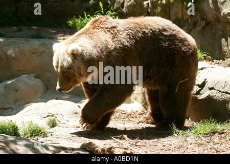 Kodiak Bären im Taronga Zoo von Sydney New South Wales Australien. Stockfoto