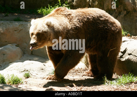 Kodiak Bären im Taronga Zoo von Sydney New South Wales Australien. Stockfoto