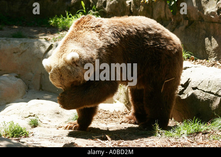 Kodiak Bären im Taronga Zoo von Sydney New South Wales Australien. Stockfoto
