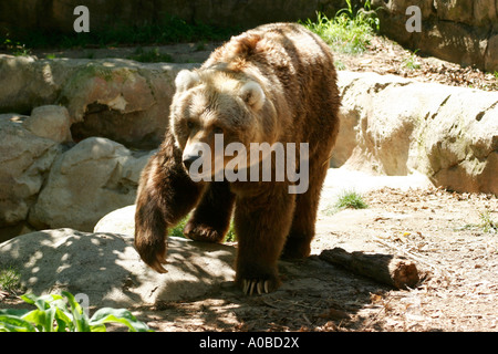Kodiak Bären im Taronga Zoo von Sydney New South Wales Australien. Stockfoto