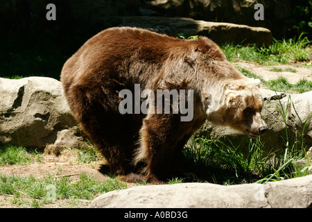 Kodiak Bären im Taronga Zoo von Sydney New South Wales Australien. Stockfoto
