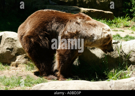 Kodiak Bären im Taronga Zoo von Sydney New South Wales Australien. Stockfoto