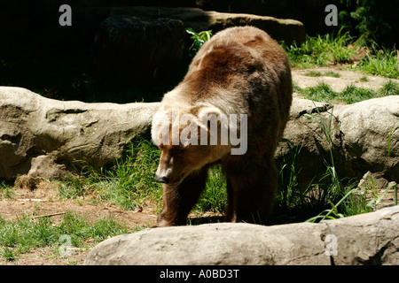 Kodiak Bären im Taronga Zoo von Sydney New South Wales Australien. Stockfoto