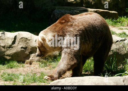 Kodiak Bären im Taronga Zoo von Sydney New South Wales Australien. Stockfoto
