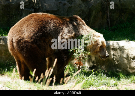Kodiak Bären im Taronga Zoo von Sydney New South Wales Australien. Stockfoto