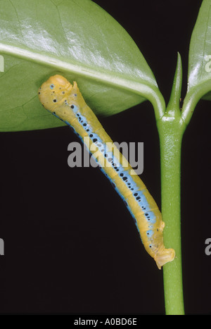 Eine bunte Raupe unter dem Blatt eines Baumes Wald versteckt. Stockfoto