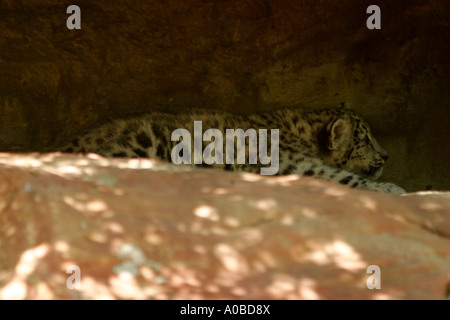 Leopard im Taronga Zoo von Sydney New South Wales Australien Stockfoto