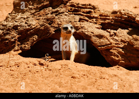 Slender-tailed Meerkat Suricata Suricatta im Taronga Zoo in Sydney New South Wales Australien. Stockfoto