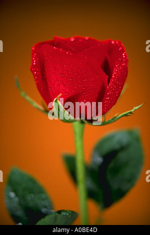 Rote Rosenknospe mit Tautropfen glitzern Stockfoto