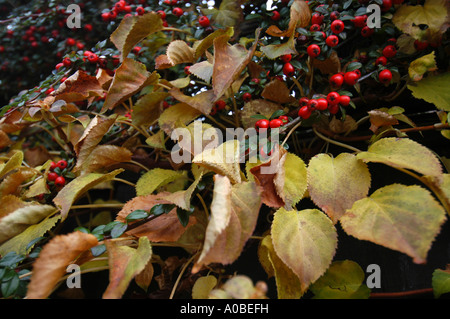 Herbstfarben auf diesem Kletter Hortensie und Zwergmispel in einem Tiverton Garten Stockfoto