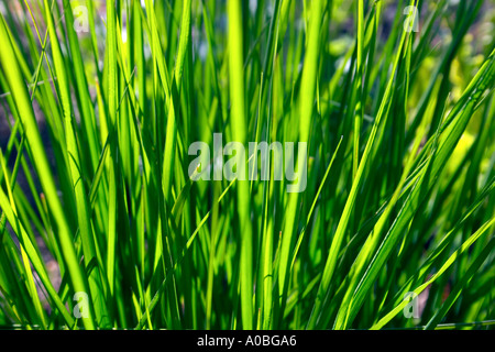 Ziergras Stockfoto