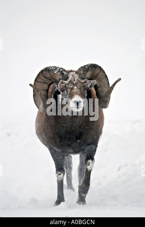 Bighorn Schafe vorwärts durch den frischen Schnee laden Stockfoto