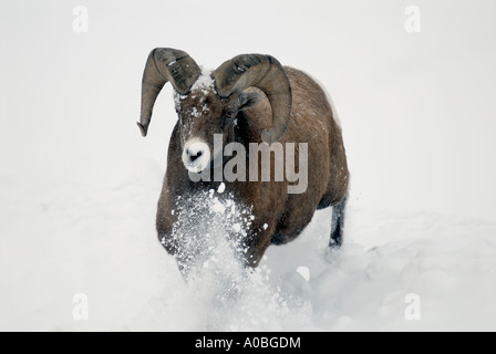 Bighorn Schafe durch den tiefen Schnee Begrenzungsrahmen Stockfoto