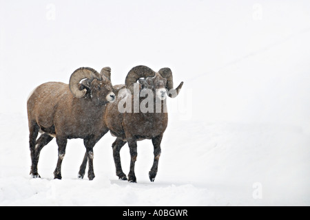 Bighorn Schafe wandern im Schnee Stockfoto