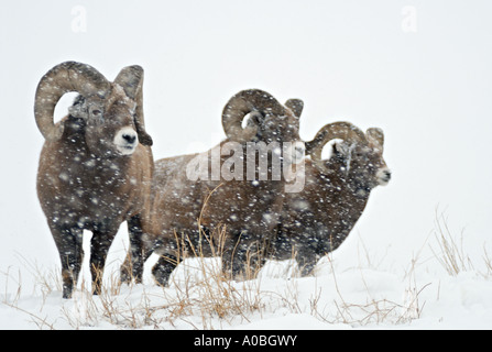 Dickhornschafe 83 Stockfoto
