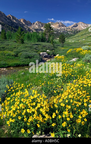 DAISIE und Lamoille Creek Ruby Mountains Nevada Stockfoto