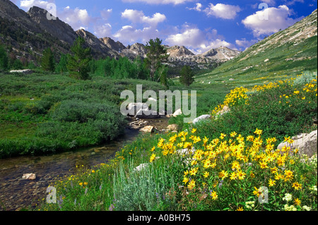 Gänseblümchen und Lamoille Creek Ruby Mountains Nevada dieses Bild hat einen Himmel hinzugefügt bitte Foto Bildunterschrift Stockfoto