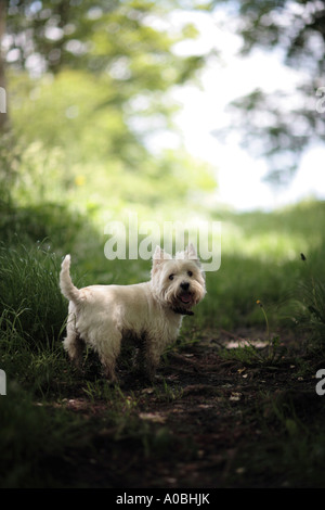 Ein West Highland White Terrier auf einem Spaziergang, Ballen gemeinsamen, Wiltshire, UK Stockfoto