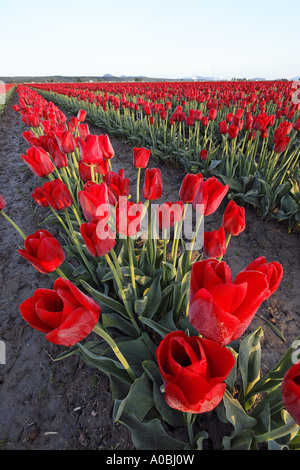 Reihen von roten Tulpen bei Sonnenaufgang Mount Vernon Skagit Valley Skagit County, Washington USA Stockfoto