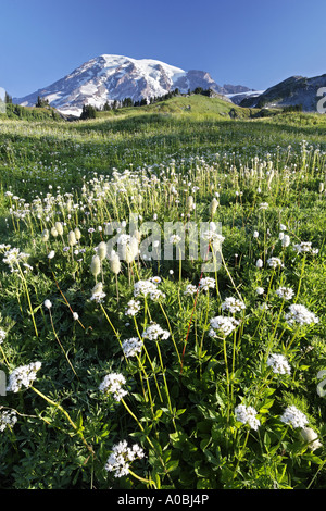 Mount Rainier über Wiese von Sitka Baldrian Edith Creek Basin Paradies Mount Rainier Nationalpark Pierce County Washington Stockfoto