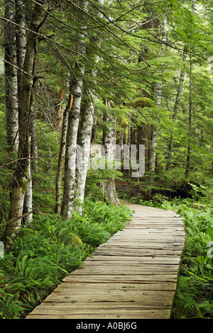 Holzsteg durch Wald Longmire Mount Rainier Nationalpark Washington USA Stockfoto