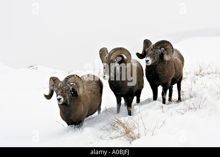 Drei Bighorn Schafe im Schnee Stockfoto