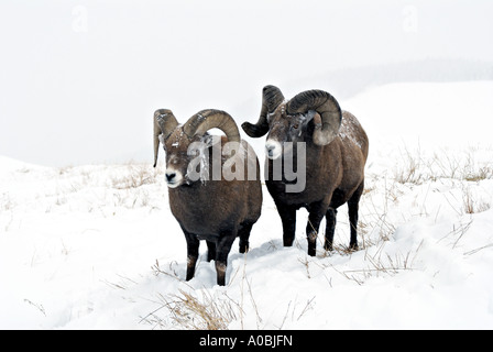 Ein paar Bighorn Sheep Stockfoto