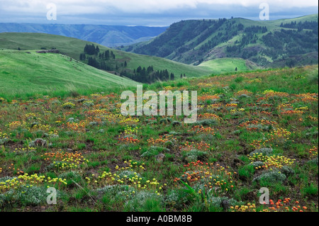 Wilder Buchweizen Sp Eriogonum Blumen Zumwalt Prairie Nature Conservatory Oregon Stockfoto