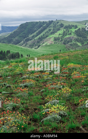 Wilder Buchweizen Sp Eriogonum Blumen Zumwalt Prairie Nature Conservatory Oregon Stockfoto