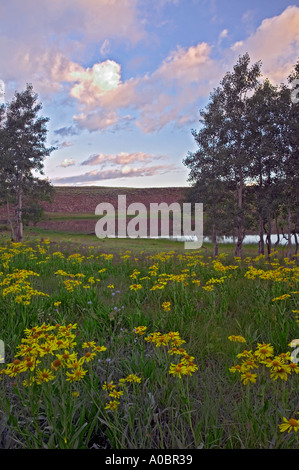 Gelbes Gänseblümchen Blumen und Espe Bäume mit Sonnenaufgang in der Nähe von kleinen Teich in Steens Mountain Oregon Stockfoto