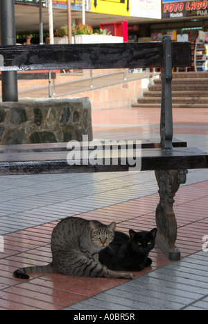 Zwei Katzen liegen unter einer Bank im Schatten Abkühlung gefangen an einem Einkaufszentrum in Puerto Rico auf Gran Canaria Spanien 06 10 200 Stockfoto