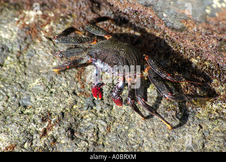 Eine Art rote Krabbe Gecarcoidea Natalis eingefangen in Patalavaca auf Gran Canaria Spain 06 10 2006 Gran Canaria gehört zu den Canar Stockfoto