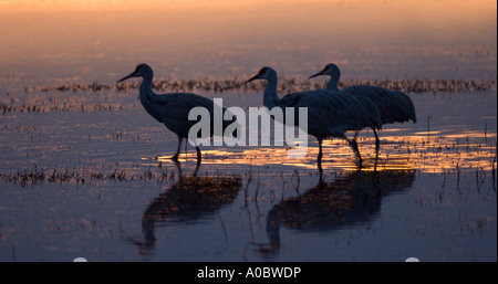 Bosque del Apache - New Mexico - USA Sandhill Kräne bei Sonnenaufgang Grues du Canada Grus canadensis Stockfoto