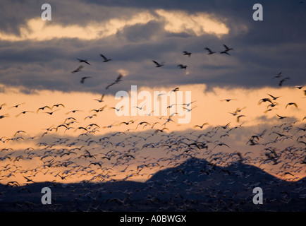 Bosque del Apache - New Mexico - USA Schneegänse Starts bei Sonnenaufgang Ojes des Neiges Chen caerulescens Stockfoto