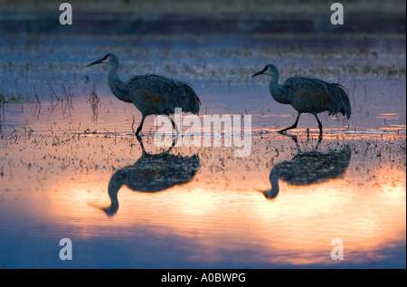 Bosque del Apache - New Mexico - USA Sandhill Kräne in der Morgendämmerung Grues du Canada Grus canadensis Stockfoto