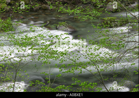 Kleiner Norden Santiam Wild and Scenic River mit dem zeitigen Frühjahr Wachstum auf Vine Ahornbäume Willamette National Forest Oregon Stockfoto