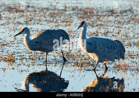 Bosque del Apache - New Mexico - USA paar Sandhill Kräne in der Morgendämmerung Grues du Canada Grus canadensis Stockfoto