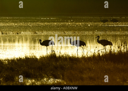 Bosque del Apache - New Mexico - USA Kraniche Silhouette gegen den goldenen Morgendämmerung Grues du Canada Stockfoto