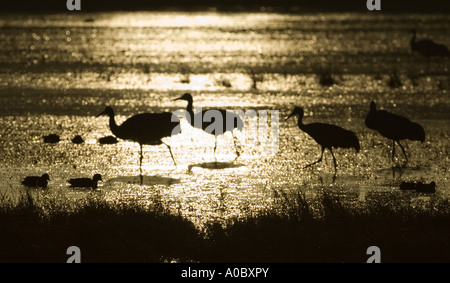 Bosque del Apache - New Mexico - USA Sandhill Kräne mit Enten Silhouette gegen den goldenen Morgendämmerung Grues du Canada Stockfoto