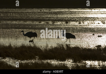 Bosque del Apache - New Mexico - USA paar Sandhill Kräne in der Morgendämmerung in den Sümpfen Grues du Canada Stockfoto