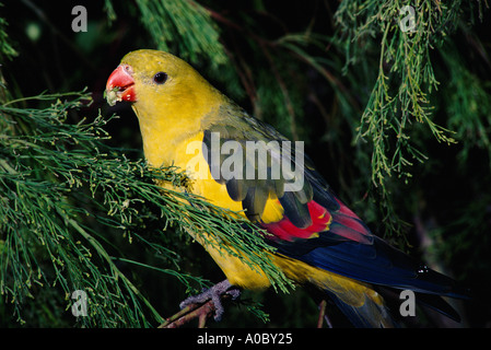 REGENT Papagei Polytelis Anthopeplus Männchen füttern Victoria Australien Stockfoto