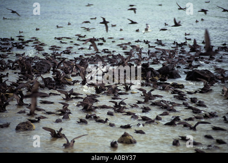 SHORT TAILED SHEARWATER Puffinus Tenuirostris Herde Fütterung auf See Tasmanien Australien Stockfoto