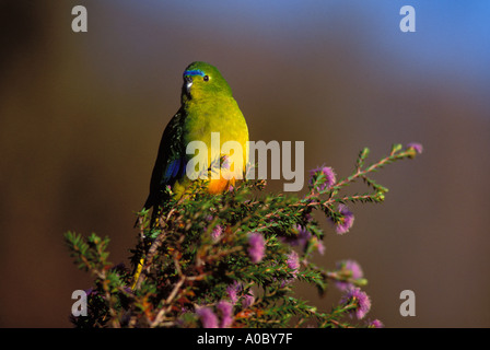 Orange bellied Papagei Neophema Chrysogaster männlich thront in South West Tasmanien kritisch gefährdet Stockfoto