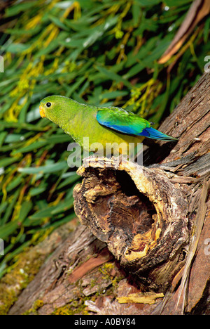 Orange bauchige Papagei Neophema Chrysogaster Männchen am Nest South West Tasmanien kritisch gefährdet Stockfoto